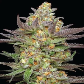 Mint Jelly Auto > Humboldt Seed Company